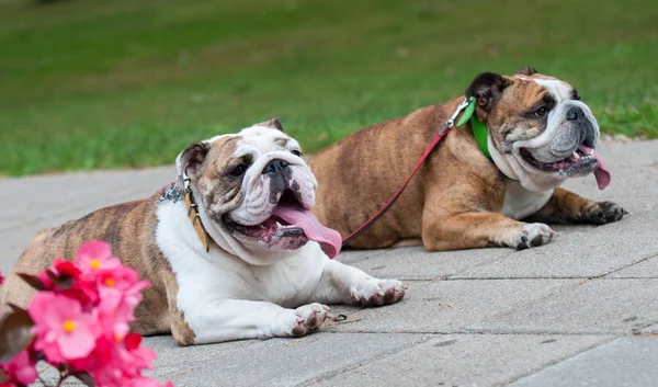 Dos Bulldogs ingleses o Bulldogs británicos en el parque — Foto de Stock