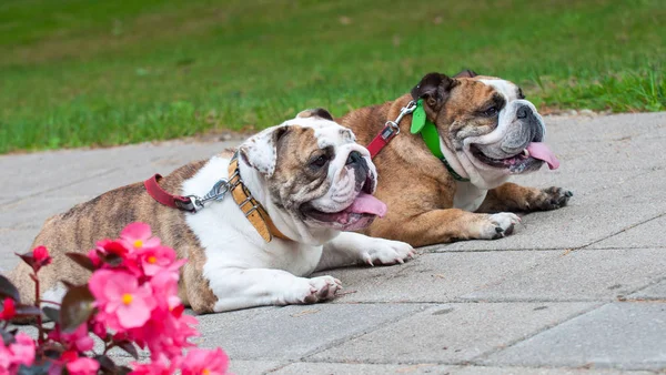 Dos Bulldogs ingleses o Bulldogs británicos en el parque — Foto de Stock