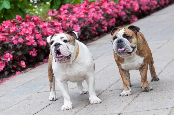 Dos Bulldogs ingleses o Bulldogs británicos en el parque — Foto de Stock