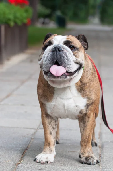 Bulldog inglés o Bulldog británico — Foto de Stock