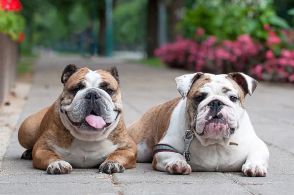 Dos Bulldogs ingleses o Bulldogs británicos en el parque — Foto de Stock