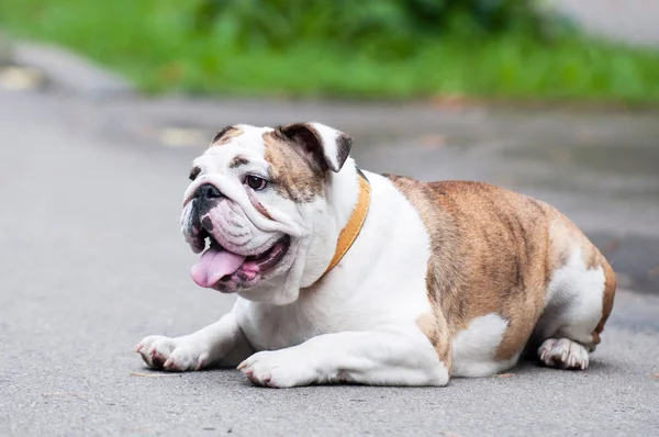 Bulldog inglés o Bulldog británico — Foto de Stock