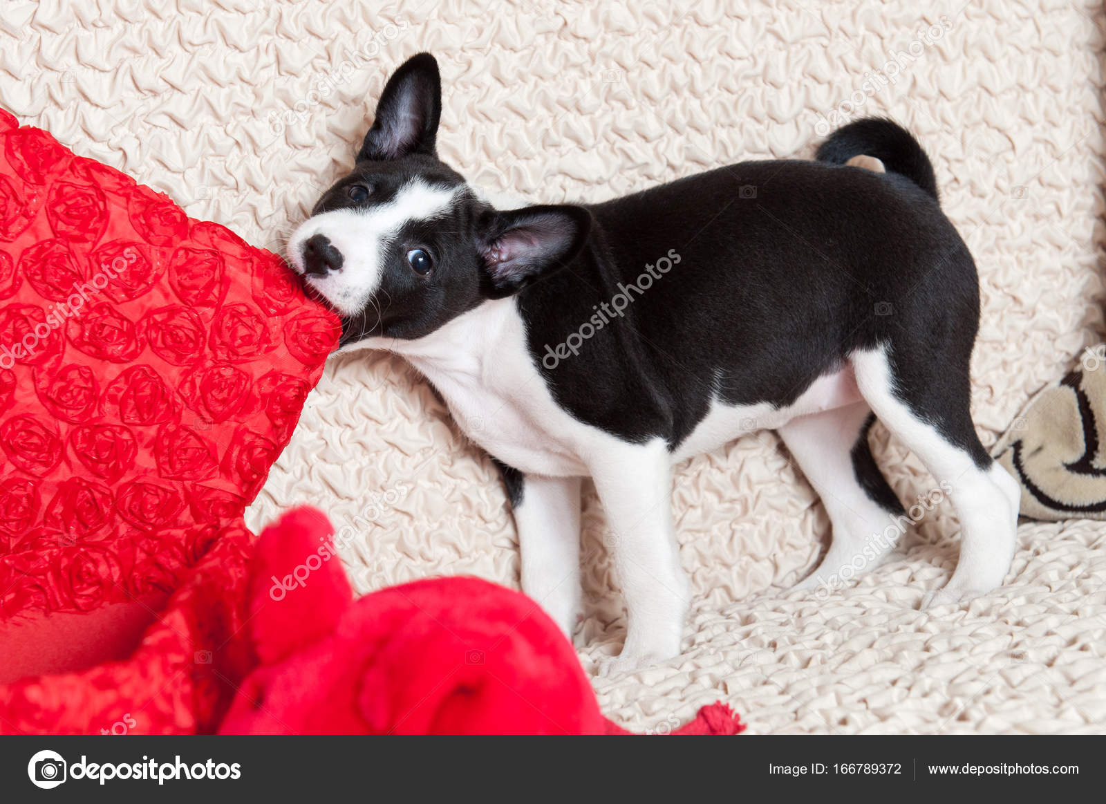 A dog bites pillow — Stock Photo © zannaholstova 166789372