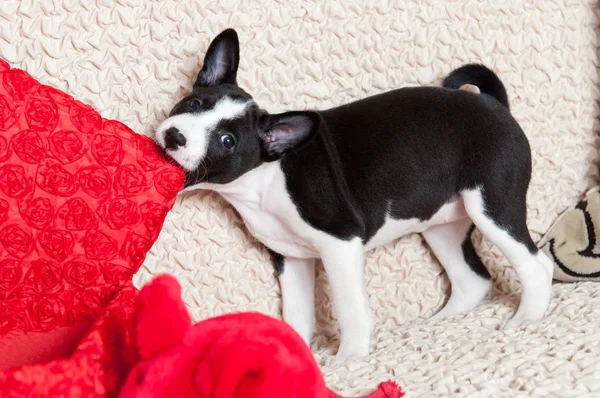 Köpek ısırıkları yastık