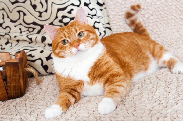 Chat rouge couché sur le canapé — Photo