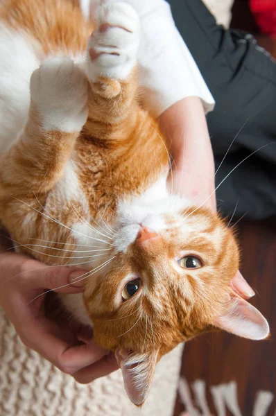 Gato en las manos — Foto de Stock