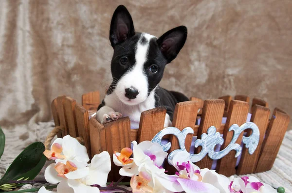 Black Basenji dog puppy is sitting in the basket — Stock Photo, Image