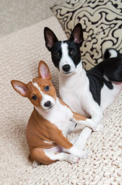 Anne siyah alçaklık köpek ile siyah alçaklık köpek yavrusu