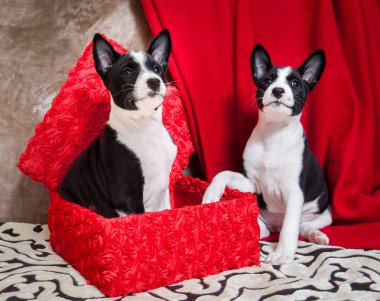 Alçaklık yavru köpekler bir kutu içinde oturan