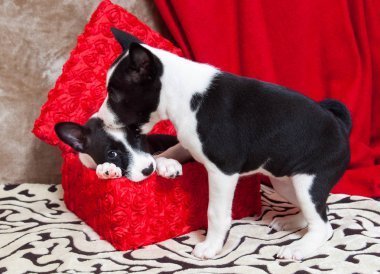 Alçaklık yavru köpekler bir kutu içinde oturan