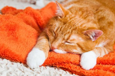 Kırmızı kedi tatlı kanepede yatacak