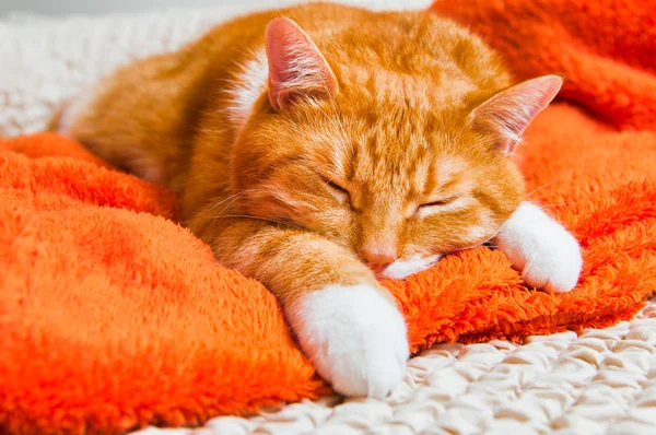 Kırmızı kedi tatlı kanepede yatacak