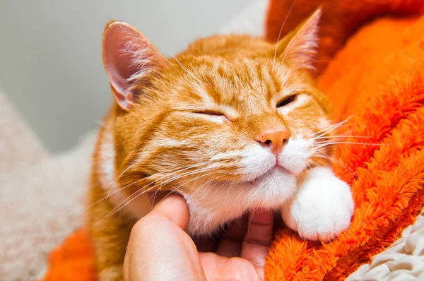 bir adam bir kedinin boyun çizikler