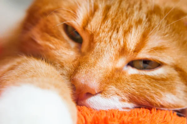 Gato rojo de cerca dulcemente durmiendo — Foto de Stock