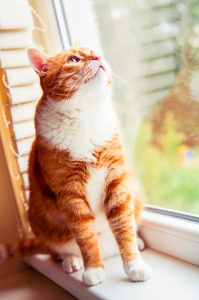 Le chat rouge regarde par la fenêtre — Photo