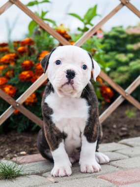 güzel Amerikan Bulldog yavrusu doğa üzerinde