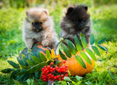 Pomeranian köpek ve kabak, Cadılar Bayramı