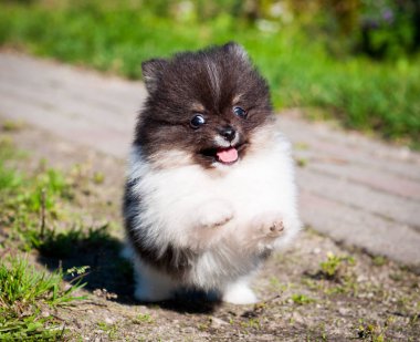 Pomeranian köpek dışında çalışan