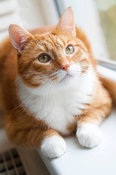 O gato vermelho está a olhar pela janela — Fotografia de Stock