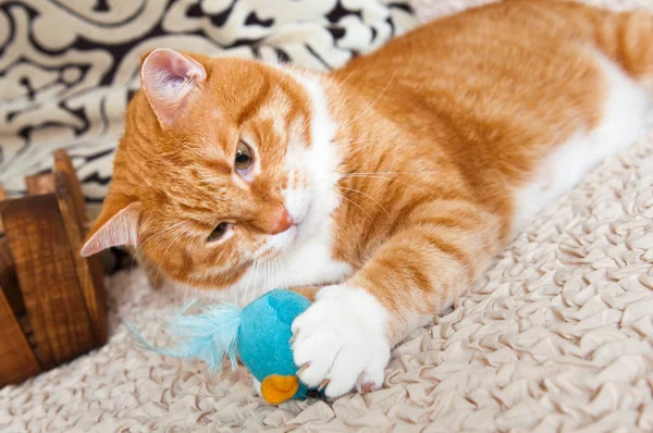 Kedi oyuncak fare ile oynarken
