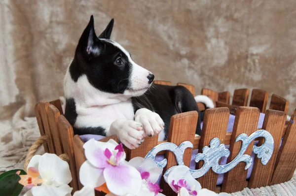 Schwarzer Basenji Hundewelpe sitzt im Korb — Stockfoto
