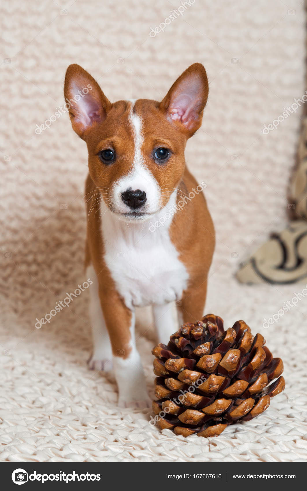 red basenji