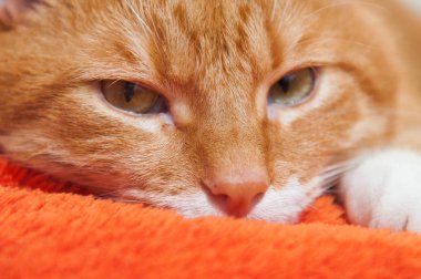 bir peluş yumuşak turuncu parlak kırmızı kedi şal