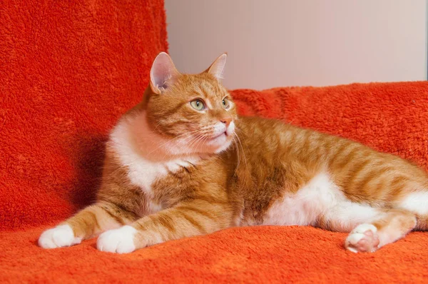 Красная кошка сладко спит на диване — стоковое фото