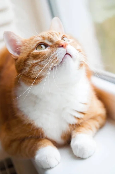 赤い猫が窓の外を見ている — ストック写真