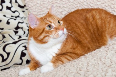 Kırmızı kedi kanepede yatıyor.