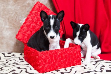 Alçaklık yavru köpekler bir kutu içinde oturan
