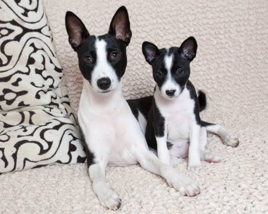 Anne siyah alçaklık köpek ile siyah alçaklık köpek yavrusu