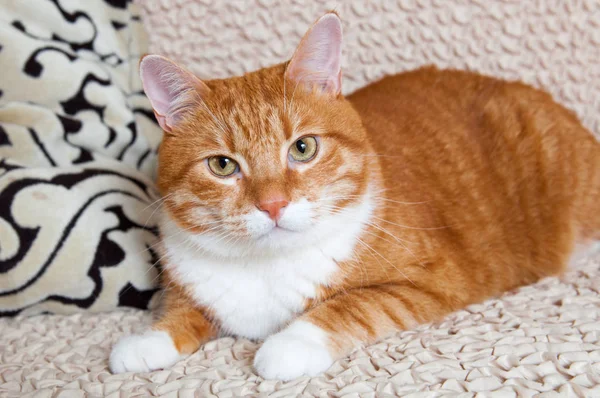 Рыжая кошка, лежащая на диване — стоковое фото