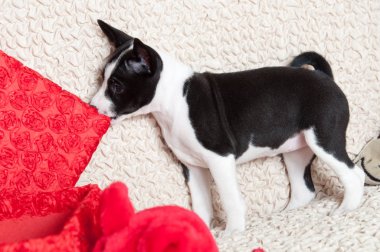 Köpek ısırıkları yastık