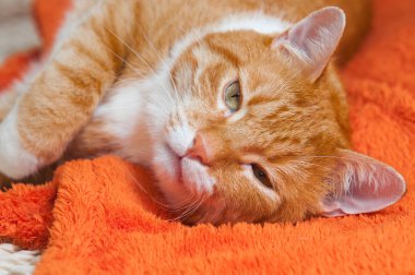 Kırmızı kedi tatlı kanepede yatacak