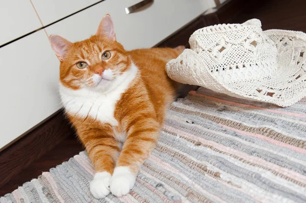 Gatto e cappello bianco — Foto Stock