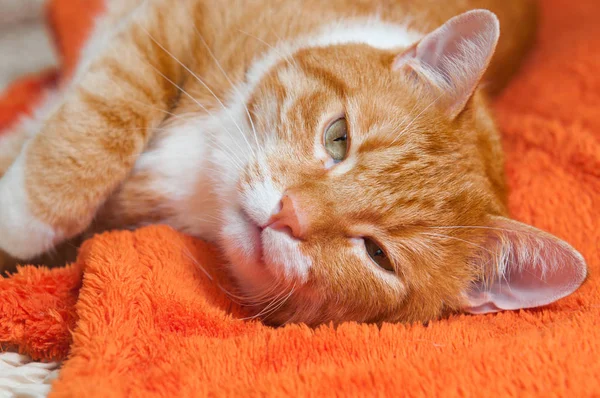 甘くソファの上で眠っている赤猫 — ストック写真