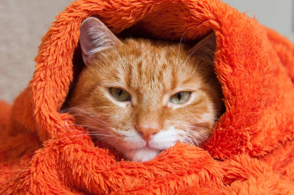 Gato rojo brillante en una peluche envoltura naranja suave — Foto de Stock