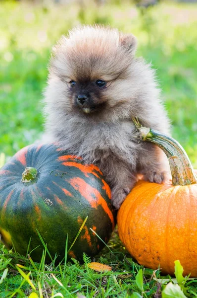 Perro y calabaza pomerania, halloween —  Fotos de Stock