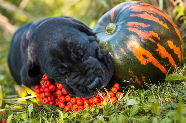 Dog niemiecki pies i dyni — Zdjęcie stockowe