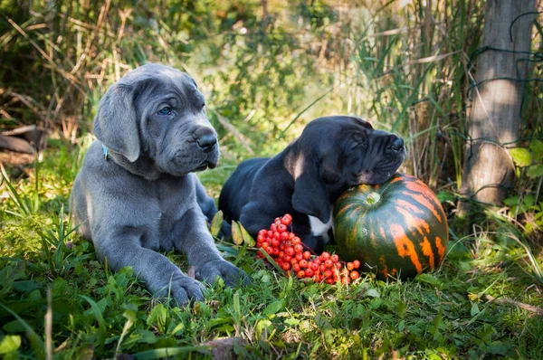 Great Dane dog and pumpkin — Stock Photo, Image