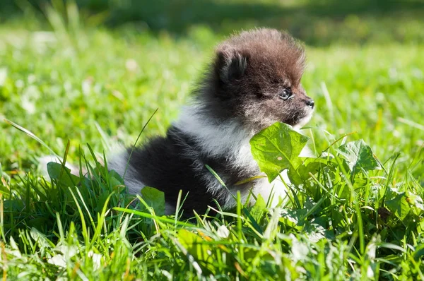 Pomeranian dog outside — Stock Photo, Image