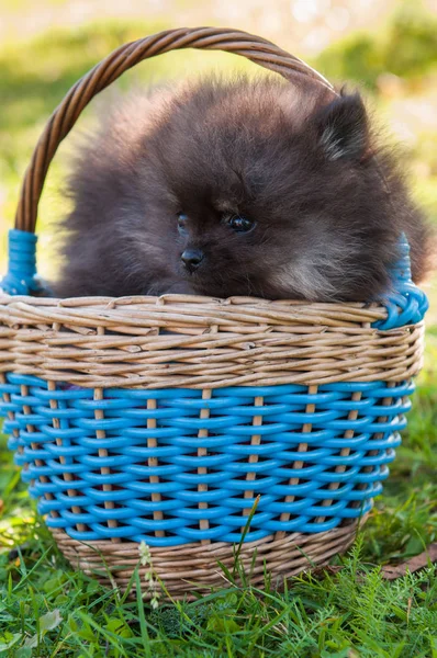 Cachorro pomerania está sentado en la cesta —  Fotos de Stock