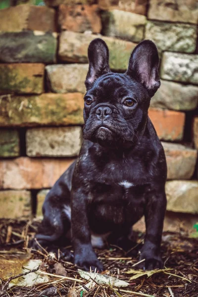 Chiot bouledogue français noir — Photo