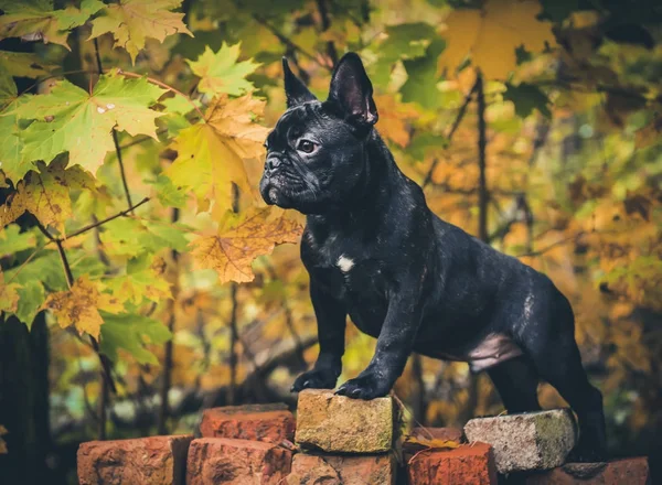 Schwarze Französische Bulldogge Welpe — Stockfoto