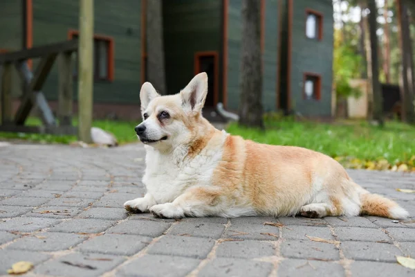 Corgi köpek portre