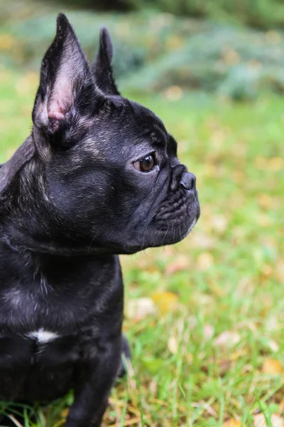 Schwarze Französische Bulldogge Welpe — Stockfoto