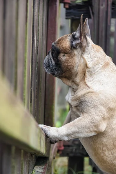 Dog is at the fence — Stock Photo, Image