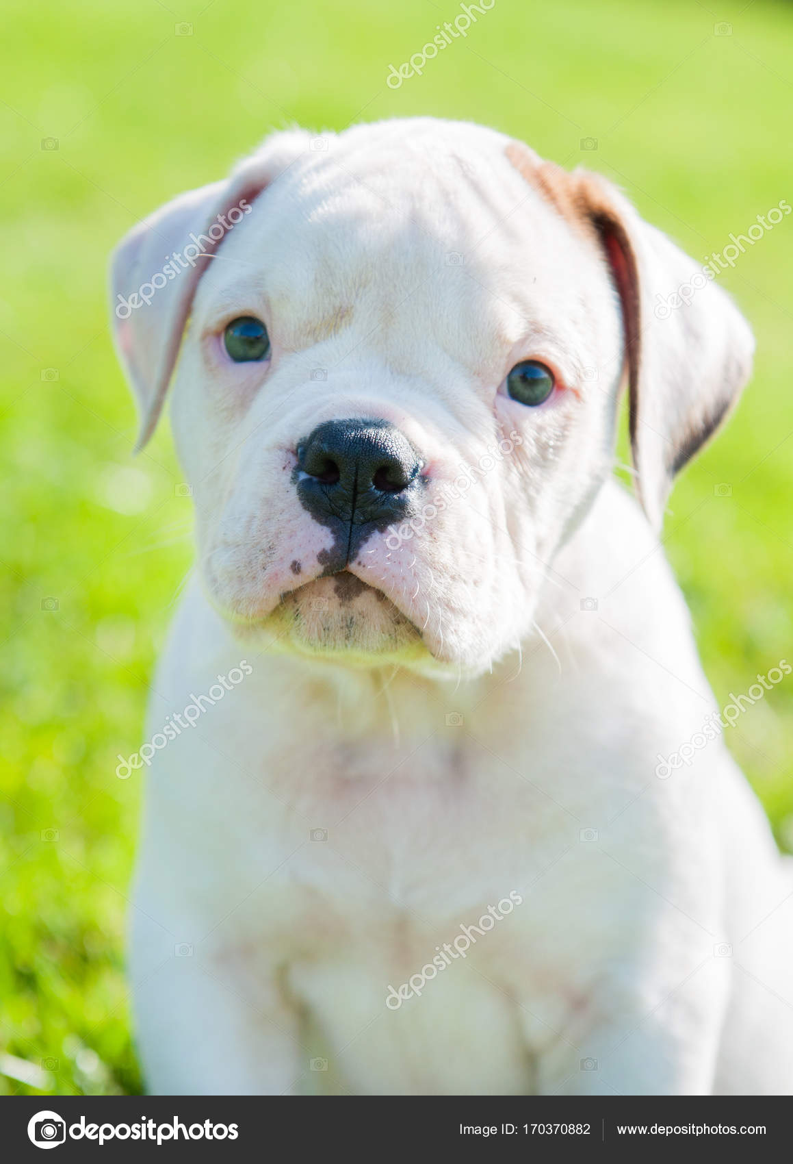 American Bulldog puppy on nature — Stock Photo © zannaholstova