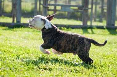 Amerikan Bulldog köpeği doğada